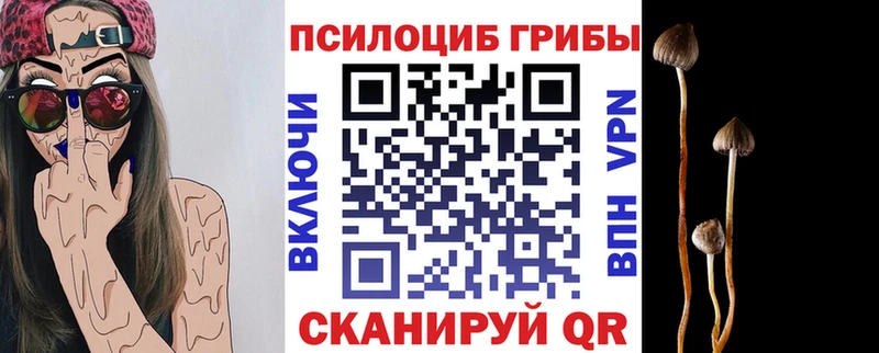 закладки  Камышин  Псилоцибиновые грибы Cubensis 